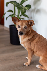 Portrait of a small brown dog with white chest, sitting on a wooden floor at home near a potted plant, looking at the camera with a calm and curious expression