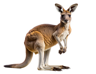  “Full-Length Side View of Australian Kangaroo in Wilderness, isolated on transparent background PNG