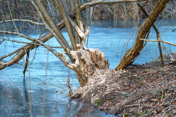 a hazel bush freshly cut down by beavers above a flooded ditch
