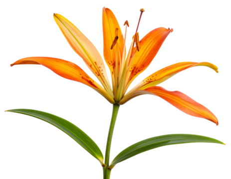 Pressed Montbretia Flower Specimen with Curved Stem, isolated on a transparent background.