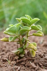 Mexican Mint Plant 