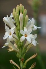 Obraz premium White Tuberose Flowers in Bloom