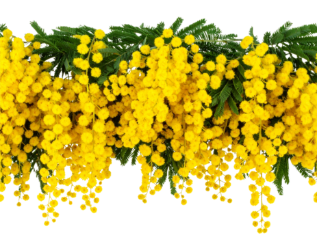 Seamless Border of Mimosa Flowers with Green Leaves, isolated on a transparent background.