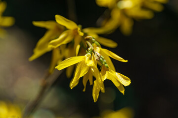 Bright yellow forsythia flowers in full bloom, their vibrant petals standing out against dark, blurred background, signaling arrival of spring