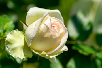Close-up of blooming light pink New Dawn rose with lush green leaves