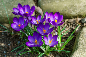 Close-up of vibrant cluster of purple crocus Ruby Giant  flowers blooming in grassy area, their bright petals and orange stamens adding splash of color to green surroundings