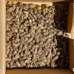 solitary bee Osmia bicornis cocoons before emerging in Spring