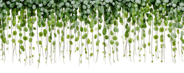 Delicate green hanging plant with round leaves against a stark black background.