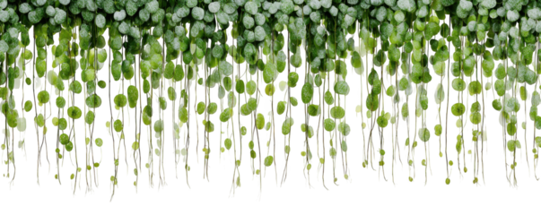Delicate green hanging plant with round leaves against a stark black background.