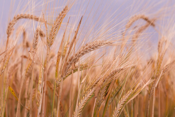 Ripe barley in a field before harvest, beautifully lit with golden hues and soft blurred background, symbolizing sustainability and natural food production