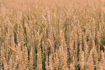 Close view of ripened wheat spikes in an agricultural field, symbolizing rural prosperity, organic farming, and seasonal harvest