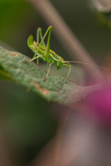 Green bush-cricket on plant leaf captured in macro perspective, ideal for illustrating biodiversity, insect anatomy, and natural ecosystems