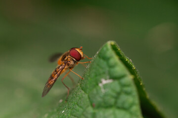 Syrphid fly resting on the tip of a green leaf, captured in extreme macro with soft bokeh and vivid color contrast