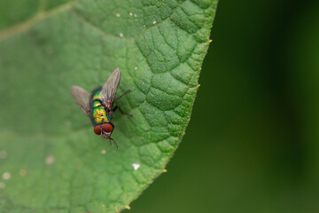 Close-up image of a metallic green blowfly perched on textured leaf surface with soft-focus green background and high detail on wings and body