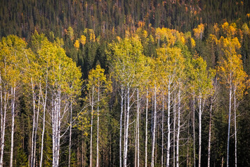 Vibrant Autumn Foliage in a Dense Forest