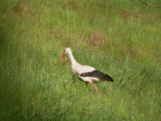 White stork. The bird is walking in meadow. European stork. Adult stork walking. Ukrainian stork. Rare animals.