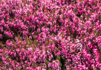 Vibrant Pink Heather Flowers in Full Bloom