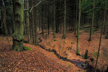 Serene Forest Stream Flowing Through Autumn Leaves