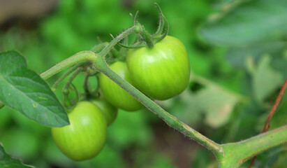 Nature’s slow magic tender green tomatoes growing patiently on the vine, waiting for their turn to ripen.