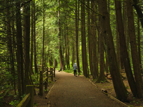 Senior walking on wide-open urban forest trail at Mundy Park, Coquitlam, BC, Canada.