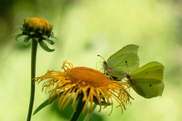 Motyl cytrynek na żółtycj kwiatach smotrawy w lesie, sezon letni tło. 