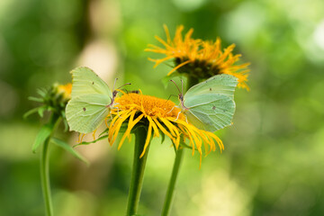Motyl cytrynek na ż&oacute;łtycj kwiatach smotrawy w lesie, sezon letni tło. 