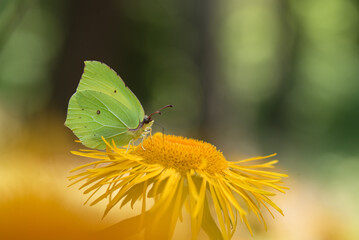 Motyl cytrynek na żółtycj kwiatach smotrawy w lesie, sezon letni tło. 