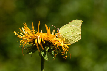 Motyl cytrynek na żółtycj kwiatach smotrawy w lesie, sezon letni tło. 