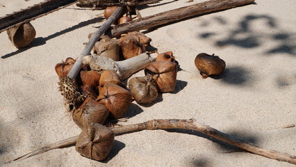 Dried fruits of Barringtonia asiatica scattered on the beach sand of Malang, East Java, Indonesia