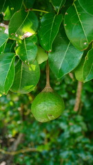Xylocarpus granatum fruit, Cannonball Mangrove, on a dense tree branch in the coastal forest.