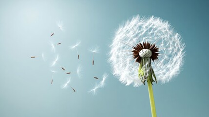 Dandelion seeds dispersing