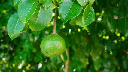 Mangrove Cannonball fruit on a tree (Xylocarpus granatum), hanging from glossy green leaves in the coastal forest of Malang, East Java, Indonesia.