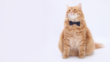 Fluffy ginger cat wearing dark blue bow tie, sitting on white background. Elegant tabby looking aside and slightly upward. Stylish pet portrait with copy space, isolated for design use.