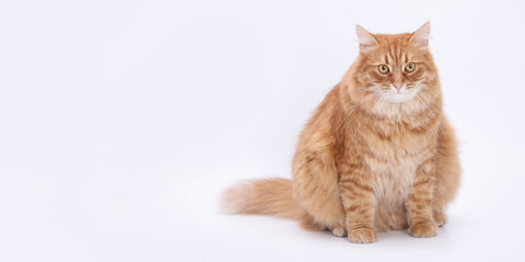 Obraz premium Fluffy ginger cat sitting on white background, looking directly at the camera. Adorable domestic pet portrait, isolated and clean for design or advertising use.