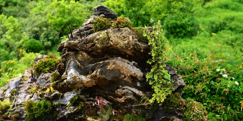 Close-up view of stone with moss