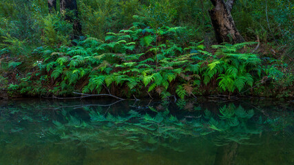 Little river in nattai national park Buxton NSW Australia.