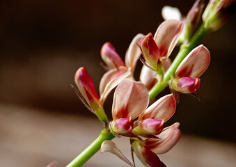Fototapeta premium close-up view of delicate pink and maroon flowers budding along a slender green stem, set against a blurred brown backdrop.