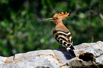 rufender Wiedehopf mit offenem Schnabel // Eurasian hoopoe (Upupa epops) © bennytrapp