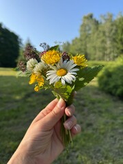Hand holding small bouquet of wildflowers including daisies and yellow blooms. Captured outdoors on a sunny day in a green field.