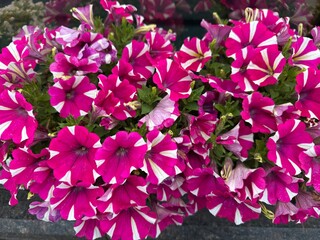 Pink and white striped petunia (Petunia Star) blooms in full cluster. Eye-catching floral pattern ideal for summer and garden designs.