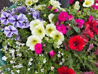 Colorful blooming petunias in pink, yellow, red, and purple tones. Perfect for garden, floral decor, or landscaping visuals