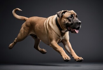 mastiff dog isolated on grey neutral studio background, adorable pet, big puppy 11