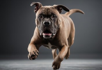 mastiff dog isolated on grey neutral studio background, adorable pet, big puppy 4