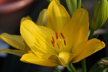 Obraz premium Vibrant Yellow Lily in Full Bloom.Lilies.lily. 