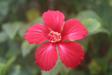 Close-up of Red Hibiscus