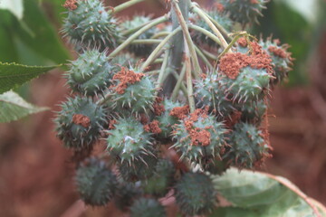 Unopened castor pods on a lush green backdrop. Spiky green castor fruits on stem among leaves