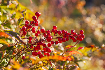 Close-up of red Nandina domestica berries against blurred natural yellow background. Commonly known as nandina, heavenly bamboo or sacred bamboo