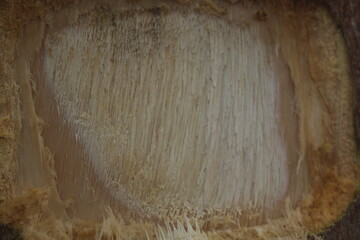 Freshly Exposed Tree Trunk Surface