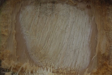 wood texture background, Freshly Exposed Tree Trunk Surface