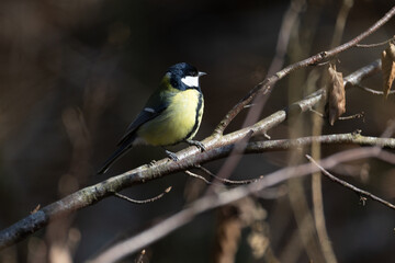 Great tit bird resting on a branch in a woodland, highlighted by natural sunlight.